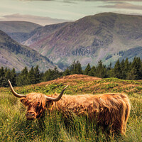 Buy canvas prints of Glen Clova Highland Cow by Craig Doogan
