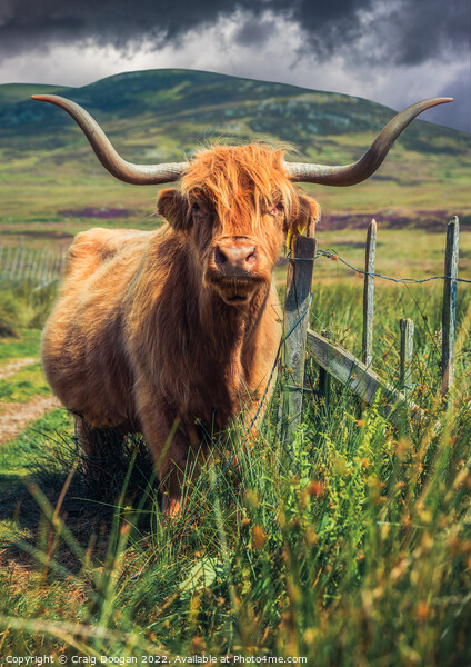 Scottish Highland Cow Picture Board by Craig Doogan