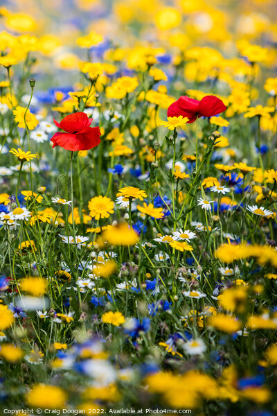 Dundee Wildflower Meadow  Picture Board by Craig Doogan