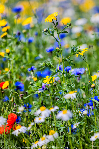 Dundee Wild Flower Meadow Picture Board by Craig Doogan