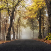 Buy canvas prints of Foggy Autumn Drive by Craig Doogan
