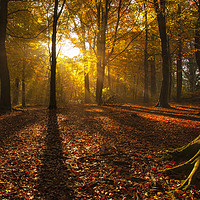 Buy canvas prints of Magical Golden Forest by Craig Doogan