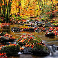 Buy canvas prints of Alyth Den - Autumn Stream by Craig Doogan