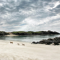 Buy canvas prints of Sheep on the Beach - Clachtoll Scotland by Craig Doogan