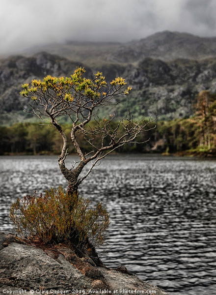 The Lone Tree of Loch Maree Picture Board by Craig Doogan