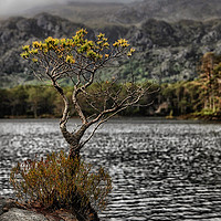 Buy canvas prints of The Lone Tree of Loch Maree by Craig Doogan