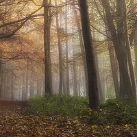 Buy canvas prints of Misty Forest by Craig Doogan