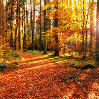 Buy canvas prints of Autumn Forest by Craig Doogan