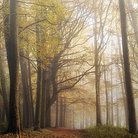 Buy canvas prints of Mysterious Woods by Craig Doogan