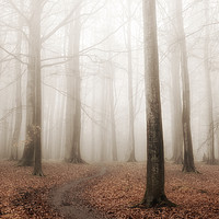 Buy canvas prints of Foggy Forest by Craig Doogan