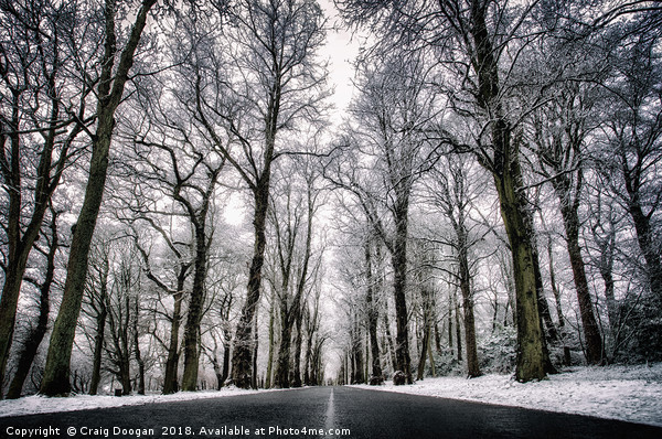 Winter Trees Picture Board by Craig Doogan