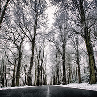 Buy canvas prints of Winter Trees by Craig Doogan