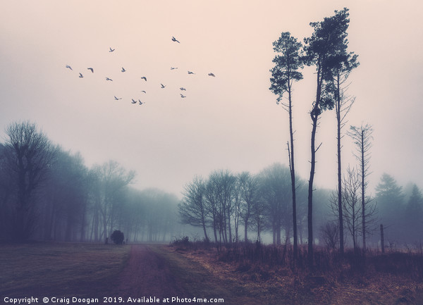 Eerie Woodland Dundee Scotland Picture Board by Craig Doogan