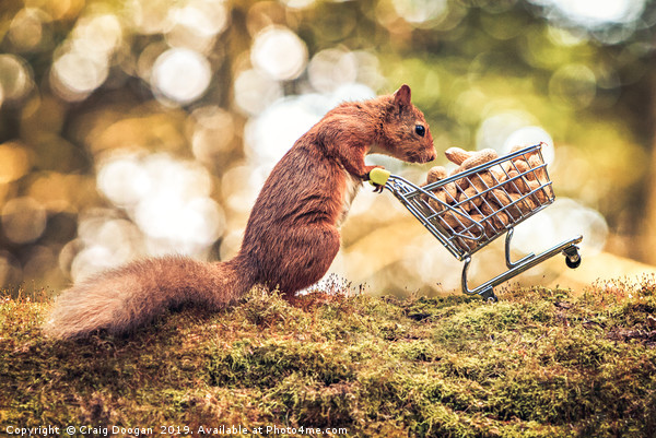 Shopping Red Squirrel Picture Board by Craig Doogan