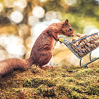 Buy canvas prints of Shopping Red Squirrel by Craig Doogan