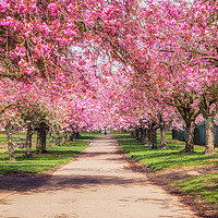 Buy canvas prints of Cherry Avenue Dundee by Craig Doogan