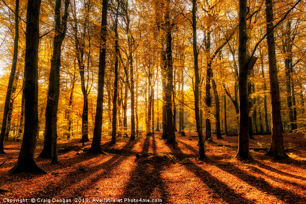 Golden Autumn Forest Picture Board by Craig Doogan