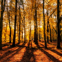 Buy canvas prints of Golden Autumn Forest by Craig Doogan