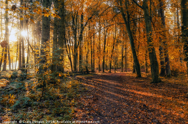 Golden Autumn Forest 2 Picture Board by Craig Doogan