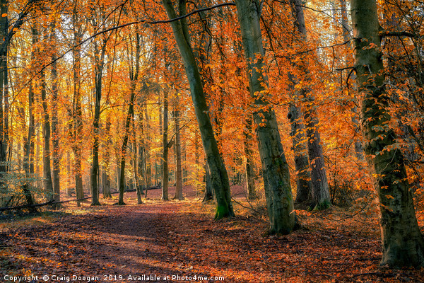 Autumn Colours at Templeton Woods Picture Board by Craig Doogan
