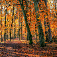 Buy canvas prints of Autumn Colours at Templeton Woods by Craig Doogan
