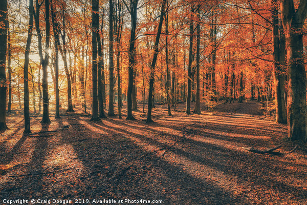 Autumn at Templeton Woods Picture Board by Craig Doogan