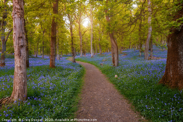 Bluebell Woods Picture Board by Craig Doogan