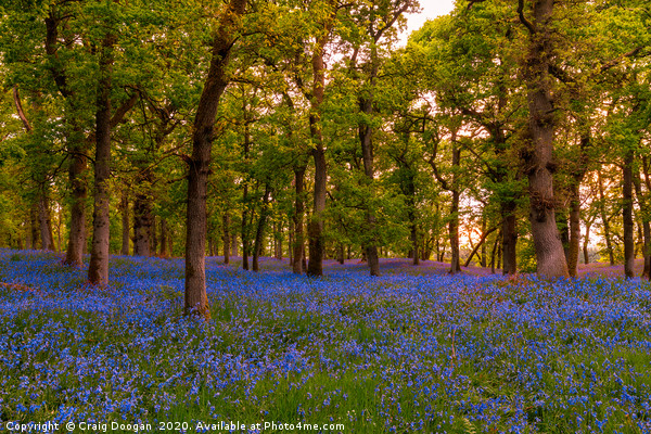 Kinclaven Bluebell Wood Picture Board by Craig Doogan