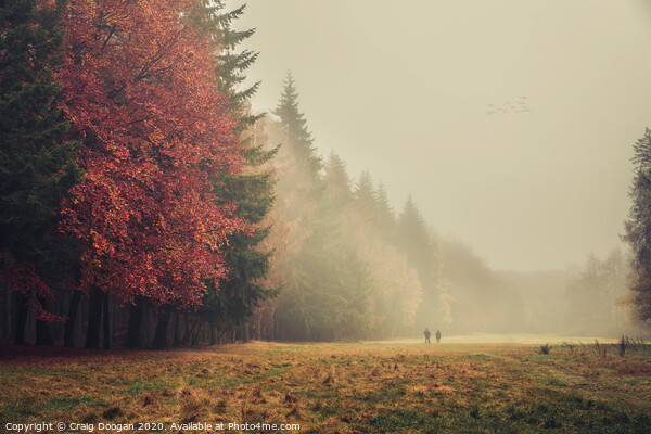 Foggy Autumnal Walk Picture Board by Craig Doogan