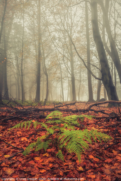 Foggy Forest Fern Picture Board by Craig Doogan