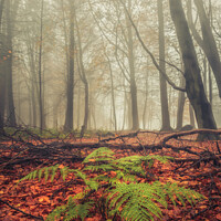 Buy canvas prints of Foggy Forest Fern by Craig Doogan