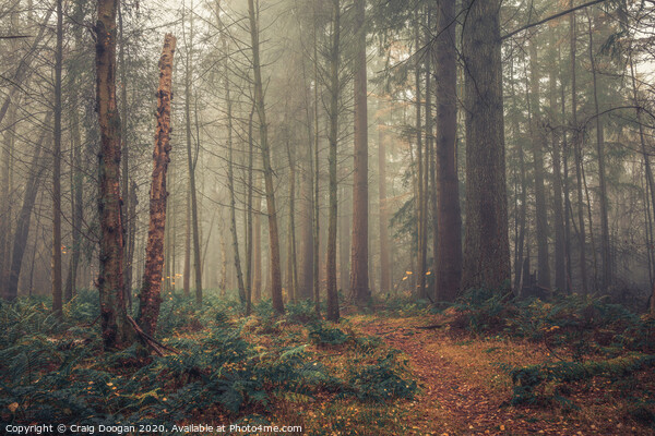 Misty Forest Picture Board by Craig Doogan