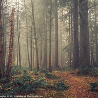 Buy canvas prints of Misty Forest by Craig Doogan