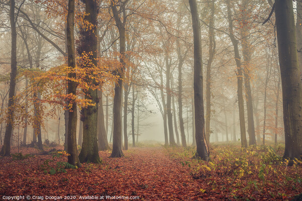 Foggy Autumnal Forest Picture Board by Craig Doogan