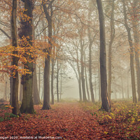 Buy canvas prints of Foggy Autumnal Forest by Craig Doogan