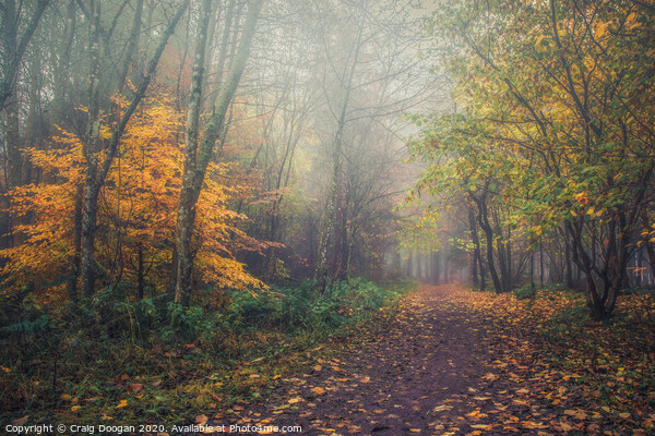 Autumnal Stroll Picture Board by Craig Doogan