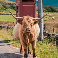 Buy canvas prints of Highland Cow - Isle of Mull by Craig Doogan