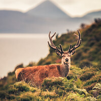 Buy canvas prints of Oh Deer! by Craig Doogan