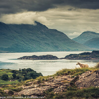 Buy canvas prints of A Sheep's View by Craig Doogan