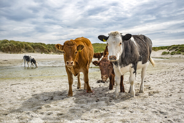 Cows on the Beach Picture Board by Craig Doogan
