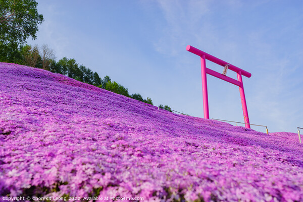 The beautiful Shiba Sakura Picture Board by Chon Kit Leong
