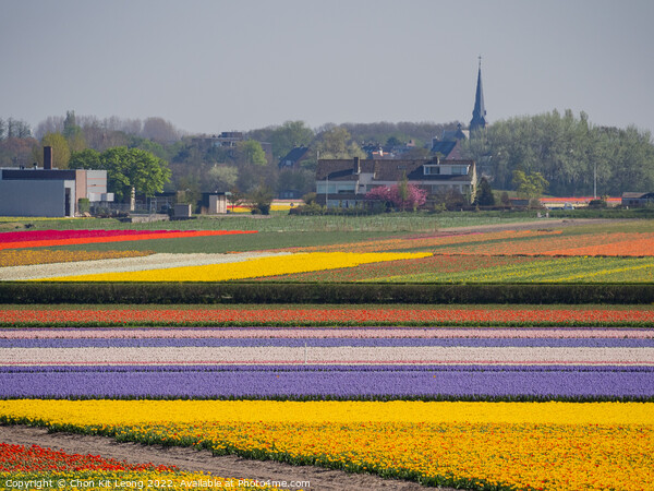 Super colorful rainbow tulips farm in blossom , saw from the fam Picture Board by Chon Kit Leong