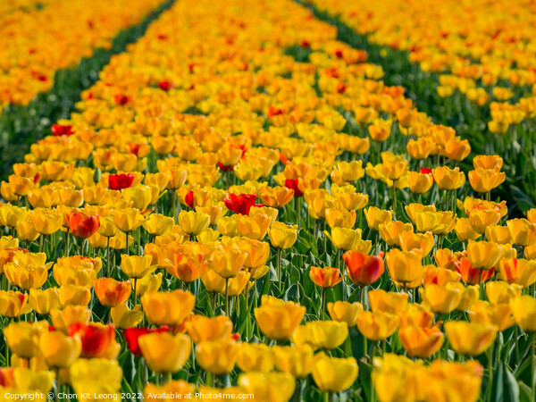 Super colorful tulips farm blossom around Leiden country side Picture Board by Chon Kit Leong
