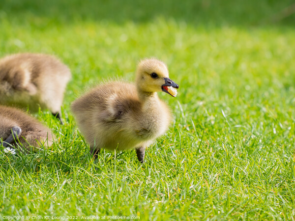 Close up shot of cute baby Canada Goose Picture Board by Chon Kit Leong