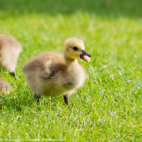Buy canvas prints of Close up shot of cute baby Canada Goose by Chon Kit Leong