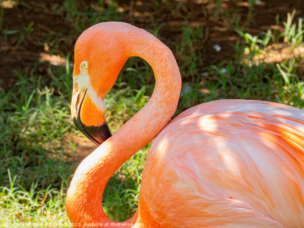 Close up shot of cute pink flamingo Picture Board by Chon Kit Leong