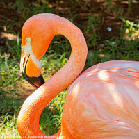 Buy canvas prints of Close up shot of cute pink flamingo by Chon Kit Leong