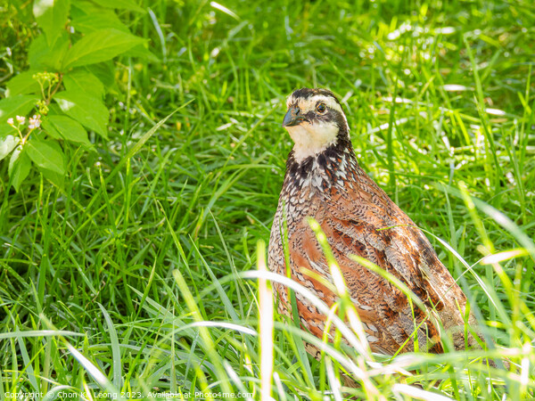 Close up shot of cute Northern bobwhite Picture Board by Chon Kit Leong