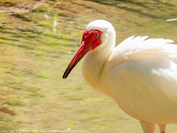 Close up shot of cute American white ibis Picture Board by Chon Kit Leong