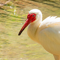 Buy canvas prints of Close up shot of cute American white ibis by Chon Kit Leong